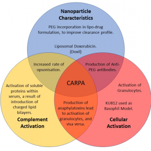 Publication: Application of KU812 cells for assessing complement activation related effects by nano(bio)materials